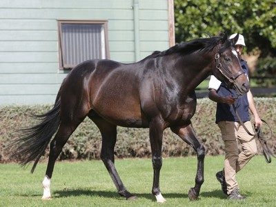 Highview Stud’s Brent Gillovic On Their Impressive Ready To  ... Image 3